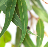Essential Oils, Organic-For body, mind & spirit