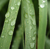 Essential Oils, Organic-For body, mind & spirit