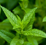 Essential Oils, Organic-For body, mind & spirit