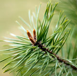 Essential Oils, Organic-For body, mind & spirit