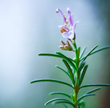 Essential Oils, Organic-For body, mind & spirit