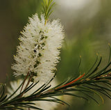 Essential Oils, Organic-For body, mind & spirit