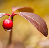 Essential Oils, Organic-For body, mind & spirit