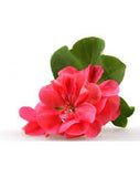 Essential Oils, Organic-For body, mind & spirit