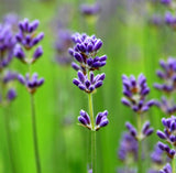 Essential Oils, Organic-For body, mind & spirit
