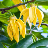 Essential Oils, Organic-For body, mind & spirit